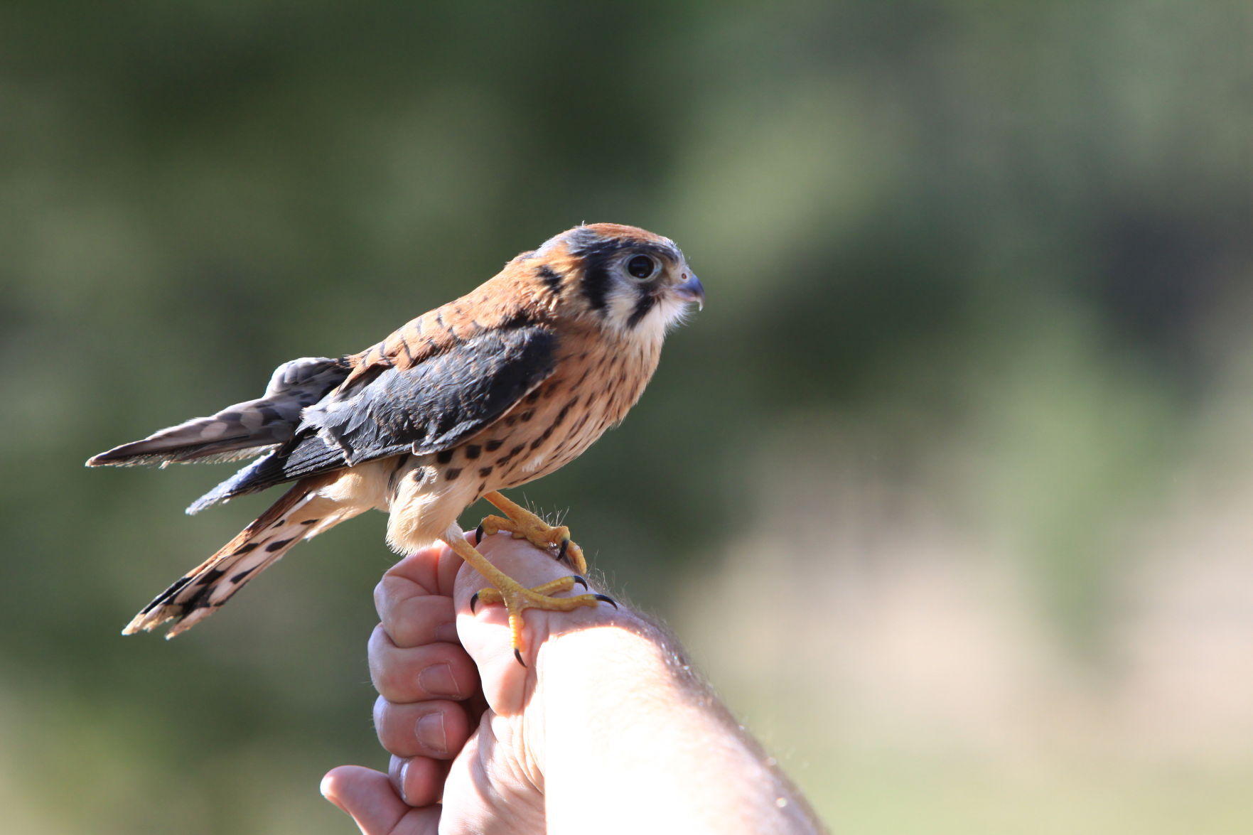 Kestrel 3.JPG